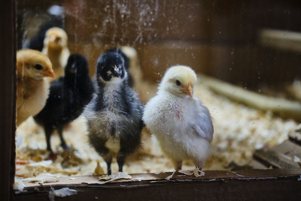 Day old chicks standing in a brooder on wood shavings.